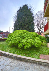quadrilocale signorile terrazzi besana foto17